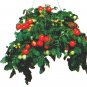 Tumbler hanging basket cherry tomato seeds