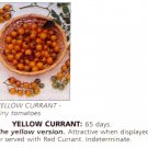 Yellow Currant cherry tomato seeds Yellow Currant cherry tomato seeds