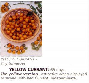 Yellow Currant  cherry tomato seeds