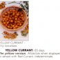 Yellow Currant  cherry tomato seeds