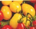 Yellow Plum heirloom cherry tomato seeds