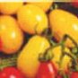 Yellow Plum heirloom cherry tomato seeds