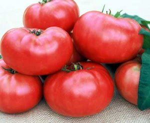 Marianna's Peace heirloom tomato seeds