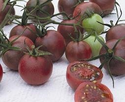 Chocolate Cherry  tomato seeds