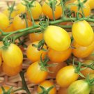 Cuban Yellow Grape tomato seeds Cuban Yellow Grape tomato seeds