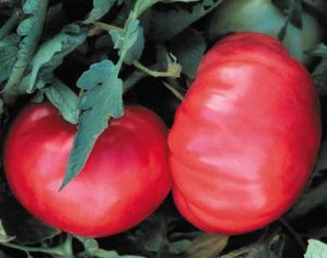 Dr. Lyle heirloom tomato seeds