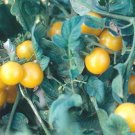 Galinas yellow cherry tomato seeds Galinas yellow cherry tomato seeds