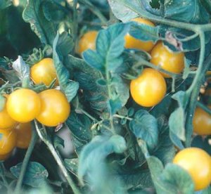 Galinas yellow cherry tomato seeds