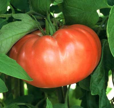 Gregoris Altai heirloom tomato seeds