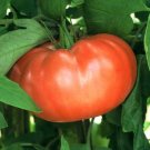 Gregoris Altai heirloom tomato seeds