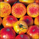 Hillbilly Potato Leaf heirloom tomato seeds Hillbilly Potato Leaf heirloom tomato seeds