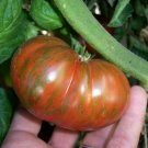 Large Barred Boar great tasting bi-color tomato seeds Large Barred Boar great tasting bi-color tomato seeds