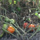 Tan Tom rare tomato seeds Tan Tom rare tomato seeds