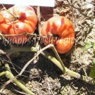 Eagle's Beak heirloom oxheart tomato seeds Eagle's Beak heirloom oxheart tomato seeds