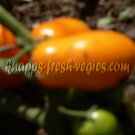 Italian Gold dwarf roma  tomato seeds