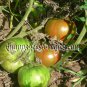 Harvard Square heirloom  tomato seeds