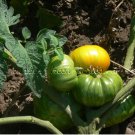 Pork Chop great tasting yellow  tomato seeds