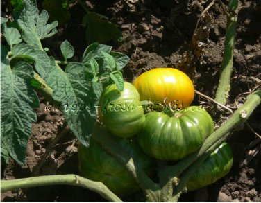 Pork Chop great tasting yellow  tomato seeds