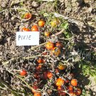 Pixie dwarf plant tomato seeds