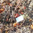 Brandysweet Plum tomato seeds