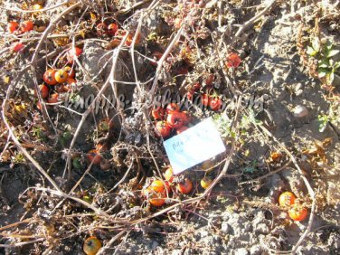 Brandysweet Plum tomato seeds