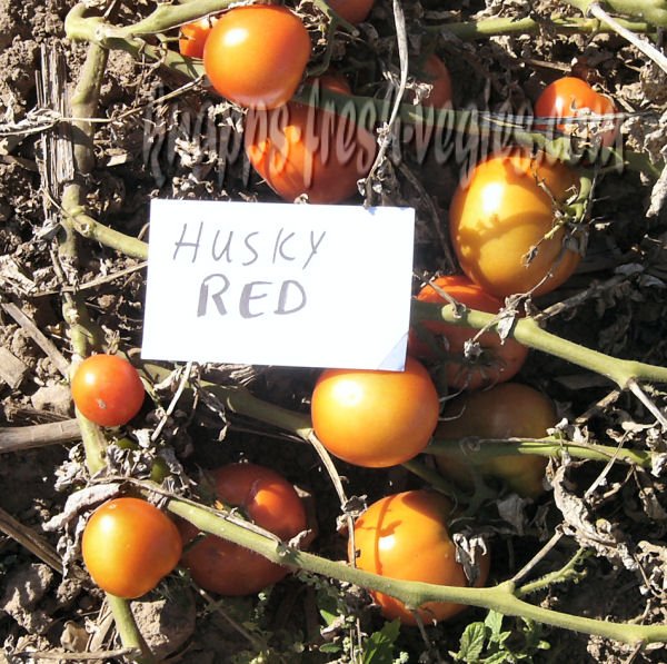 Husky Red tomato seeds, dwarf plant