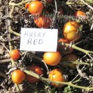 Husky Red tomato seeds, dwarf plant Husky Red tomato seeds, dwarf plant