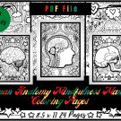 Human Anatomy Mindfulness Mandala Coloring Pages, Anatomy Printable Sheets PDF