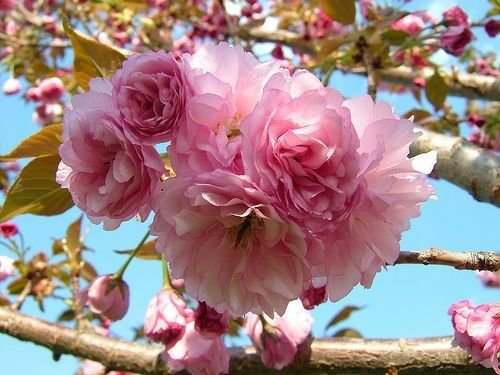Kwanzan Flowering Cherry tree