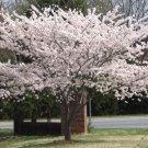 Live Plant -Weeping Cherry Tree Yoshino Flowering Cherry Weeping Cherry Tree Live Plant -Weeping Cherry Tree Yoshino Flowering Cherry Weeping Cherry Tree