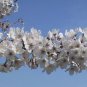 Live Plant -Weeping Cherry Tree Yoshino Flowering Cherry Weeping Cherry Tree