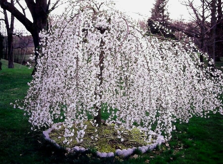 Live Plant Weeping Cherry Tree 2 plants