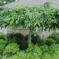 Live Plant - Weeping Cherry Tree 2 plants