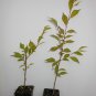 Okame Flowering Cherry tree 2 plants