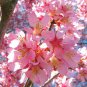 Okame Flowering Cherry tree