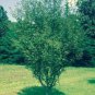 Okame Flowering Cherry tree