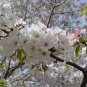 Snowgoose Flowering Cherry tree