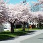 AKEBONO Flowering Cherry Tree