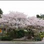 AKEBONO Flowering Cherry Tree 2 plants