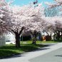 AKEBONO Flowering Cherry Tree 2 plants