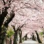 AKEBONO Flowering Cherry Tree 2 plants