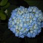 Live Plant - Nikko Blue Hydrangea