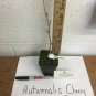 Autumnalis Flowering Cherry Tree