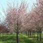 Autumnalis Flowering Cherry Tree