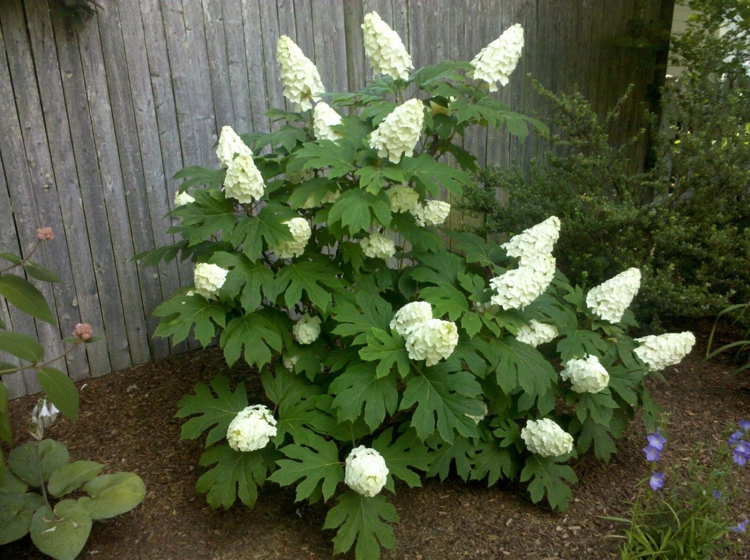 OAKLEAF HYDRANGEA shrub 2 plants