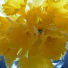 WILD DAFFODIL 100 bulbs LENT LILY,BUTTERCUP