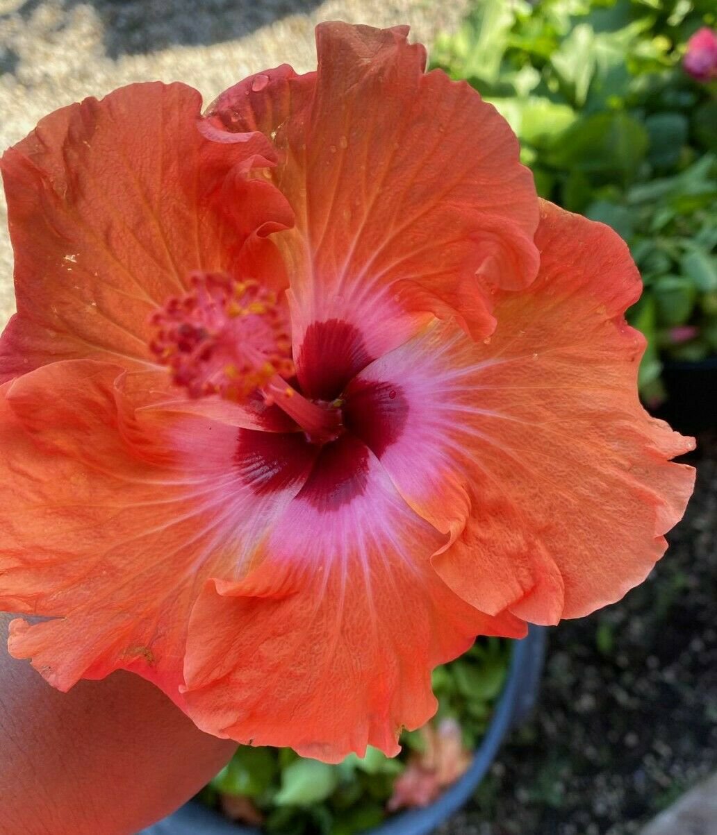 EXOTIC KISS & TELL HIBISCUS LIVE PLANT 3 TO 5 INCHES TALL PLUG SIZE