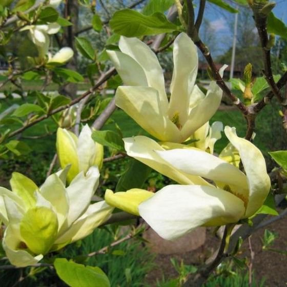 Live plant Magnolia Butterflies Yellow Bird Magnolia