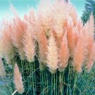 12 Pink Pampas Grass Plants - Cortaderia selloana rosea - 2.5" Pot