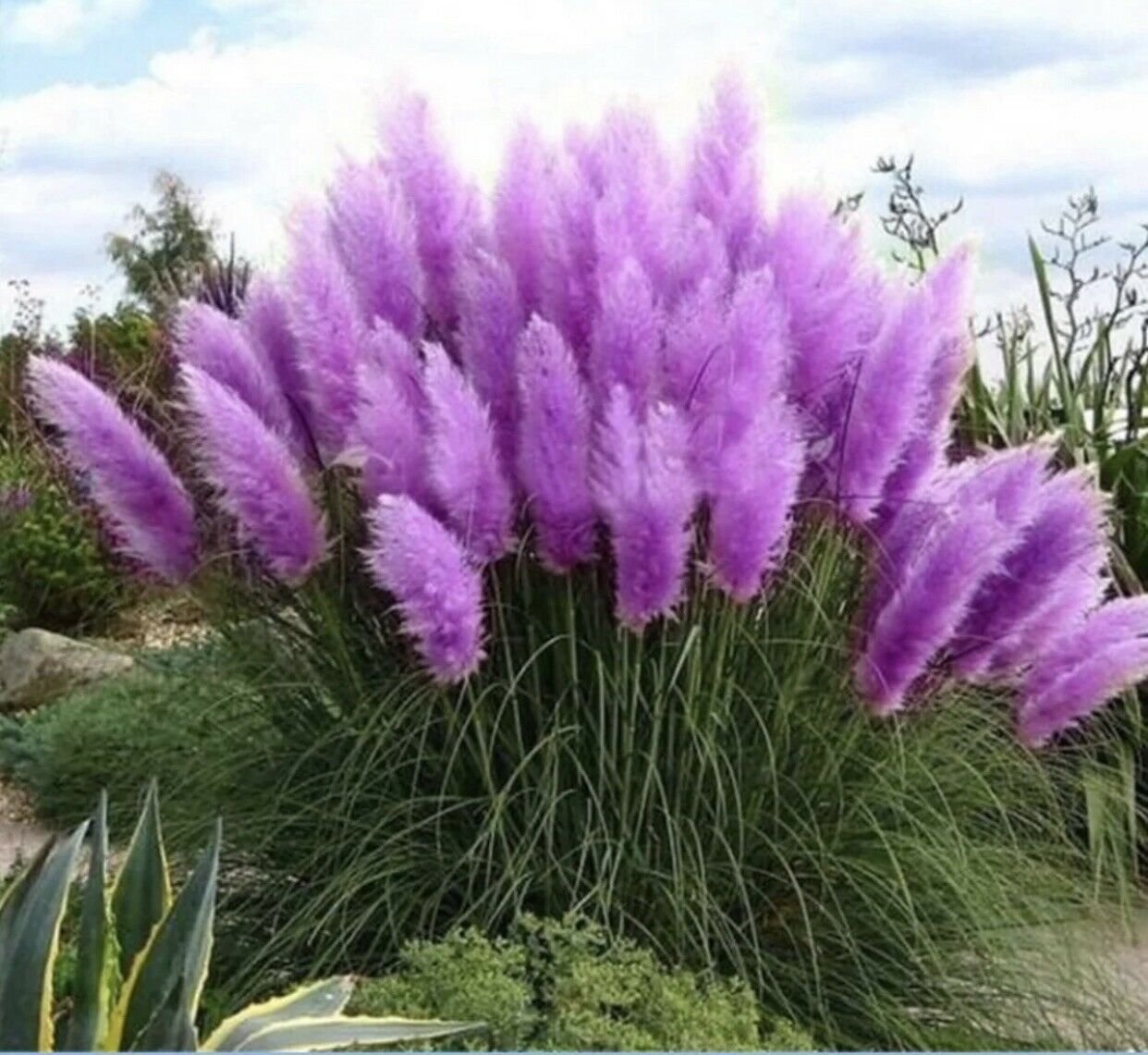 Live plant Purple Pampas Grass 3 Plugs